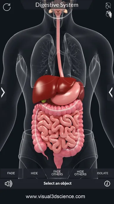تصاویر My Digestive System Anatomy